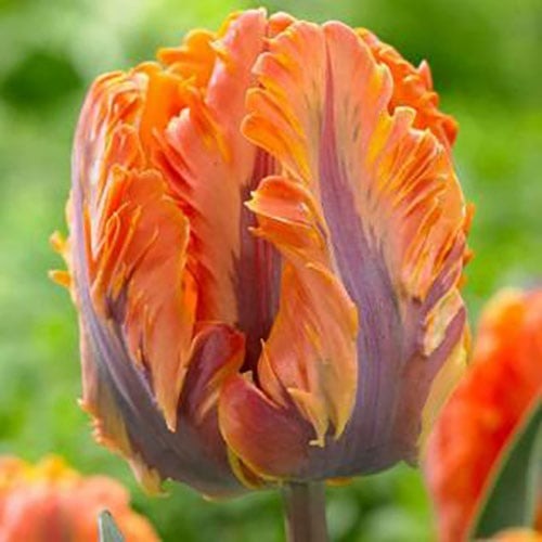 Тюльпан папуговий Orange Rococo артикул фото 1 Тюльпан папуговий Orange Rococo зображення 1 артикул 67784