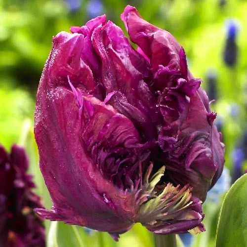 Тюльпан попугайный Пэррот Принц рисунок 1 артикул 68093