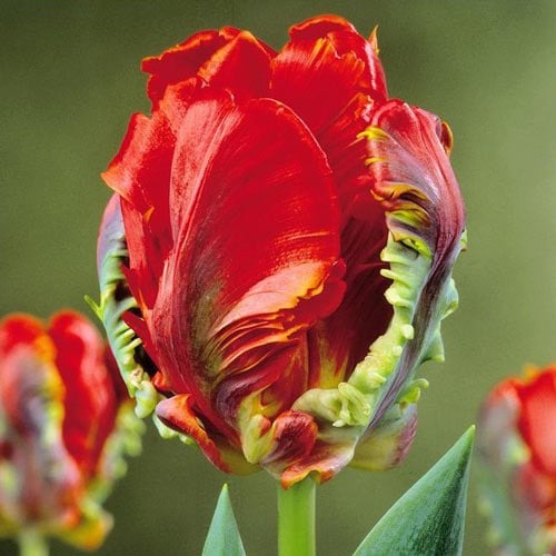 Тюльпан попугайный Рококо рисунок 1 артикул 67817