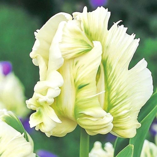 Тюльпан попугайный Супер Пэррот рисунок 1 артикул 67802