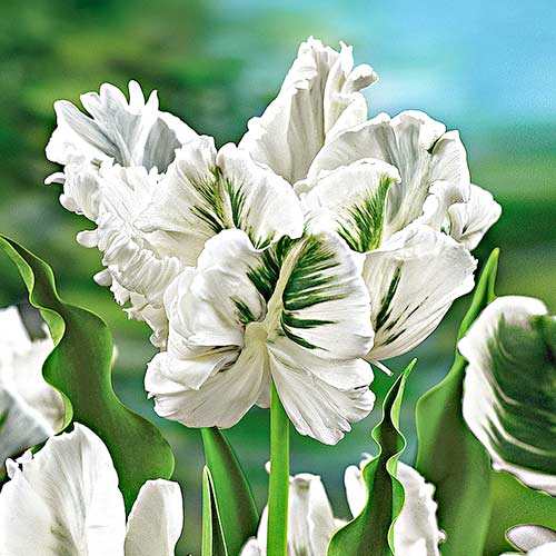 Тюльпан папуговий Уайт Перрот зображення 1 артикул 67849