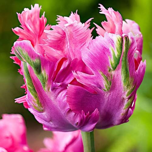 Тюльпан попугайный Веберс Пэррот Пинк рисунок 1 артикул 67711