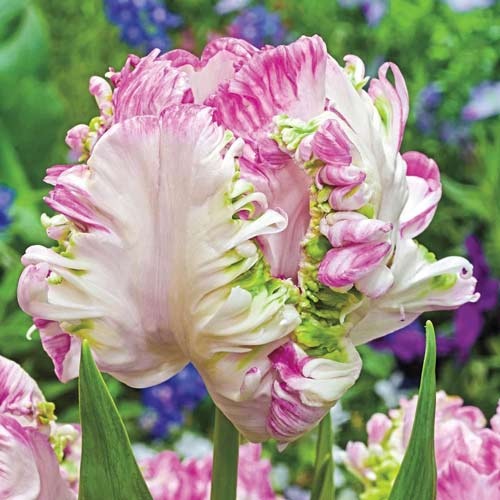 Тюльпан папуговий Weber's Parrot артикул фото 1 Тюльпан папуговий Weber's Parrot зображення 1 артикул 67710