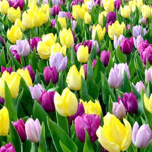 Супер кошик! Комплект тюльпанів Принц, мікс зображення 1 артикул 67803