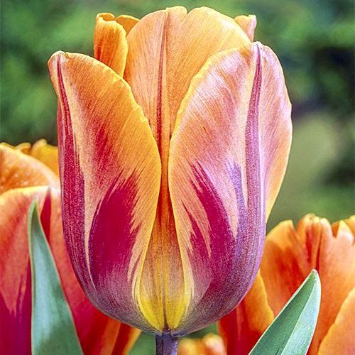 Тюльпан Тріумф Princes Irene артикул фото 1 Тюльпан Тріумф Princes Irene зображення 1 артикул 67806