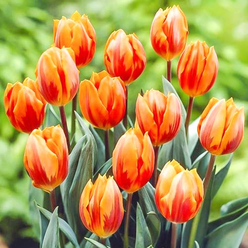 Тюльпан Принцеса Ірен зображення 1 артикул 67805