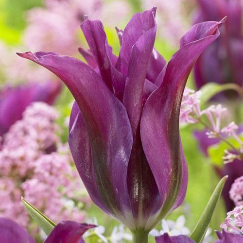 Тюльпан лілієвидний Пурпл Долл зображення 1 артикул 67808