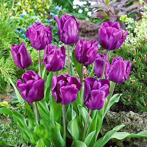 Тюльпан Триумф Пурпл Рэйн рисунок 1 артикул 67792