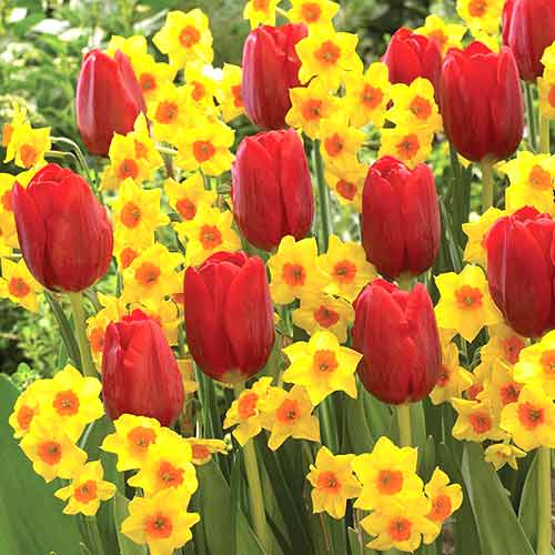 Супер кошик! Комплект тюльпанів і нарцисів Сонячна долина, мікс зображення 1 артикул 67816