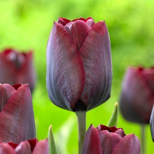 Тюльпан Триумф Роналдо рисунок 1 артикул 67844