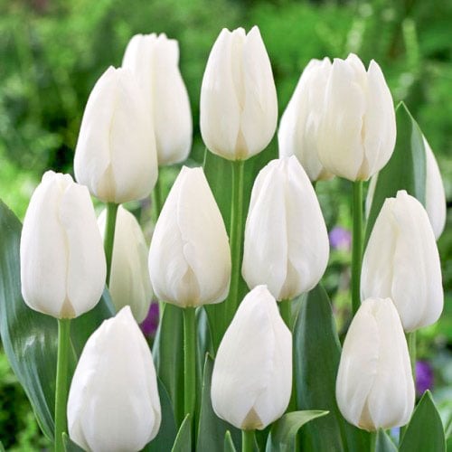 Тюльпан Триумф Роял Вирджин рисунок 1 артикул 67819