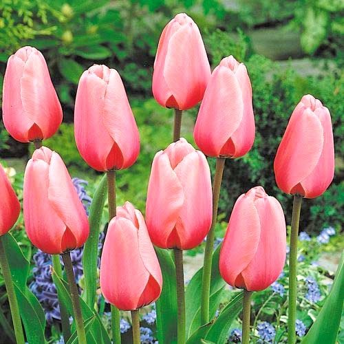 Тюльпан Дарвіна Salmon Impression артикул фото 1 Тюльпан Дарвіна Salmon Impression зображення 1 артикул 67824