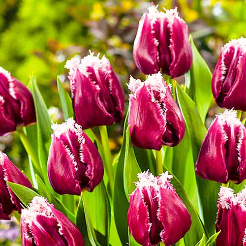 Тюльпан бахромчатый Сан Пабло рисунок 1 артикул 67826