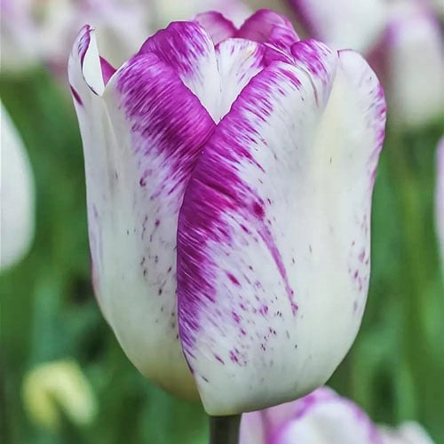 Тюльпан Триумф Ширли рисунок 1 артикул 68114