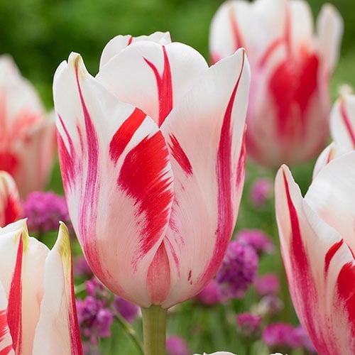 Тюльпан Триумф Сорбет рисунок 1 артикул 67835