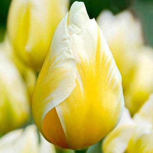 Тюльпан Фостера Sweetheart зображення 1 артикул 67830