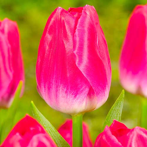 Тюльпан Триумф Болроял Альфа артикул фото 1 Тюльпан Триумф Болроял Альфа рисунок 1 артикул 70294