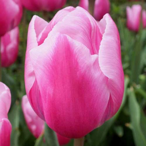 Тюльпан Триумф Болрей Прайс артикул фото 1 Тюльпан Триумф Болрей Прайс рисунок 1 артикул 70247