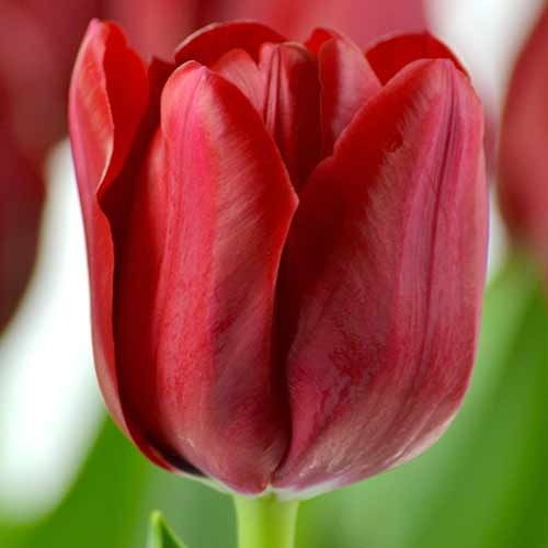 Тюльпан Тріумф Ile de France зображення 1 артикул 70218