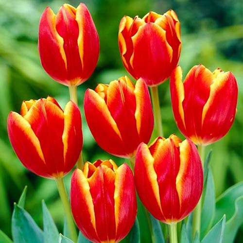 Тюльпан Триумф Лаура Фьюджи артикул фото 1 Тюльпан Триумф Лаура Фьюджи рисунок 1 артикул 70251