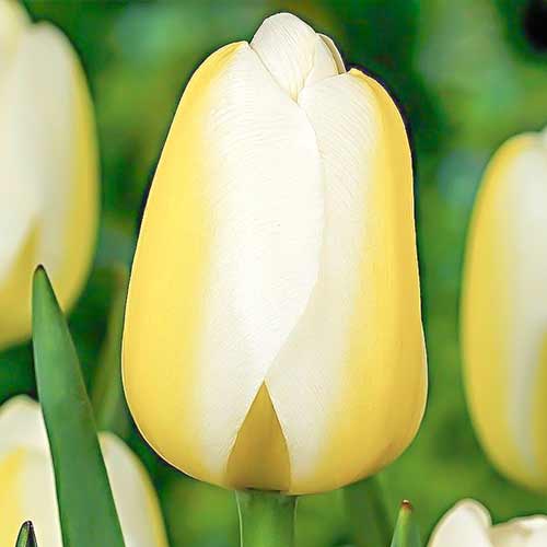 Тюльпан Триумф Ле Крин Бланк артикул фото 1 Тюльпан Триумф Ле Крин Бланк рисунок 1 артикул 70302