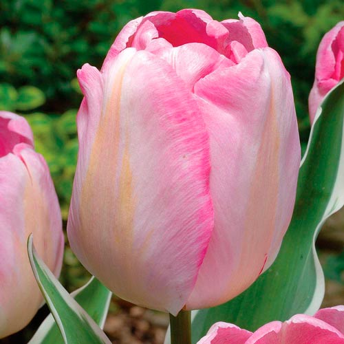 Тюльпан Триумф Нью Дизайн рисунок 1 артикул 67506