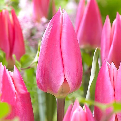 Тюльпан Триумф Пинк Сюрпрайз, луковицы рисунок 1 артикул 67504