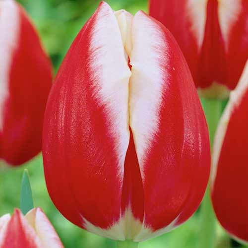 Тюльпан Триумф Пол Позишн рисунок 1 артикул 70219