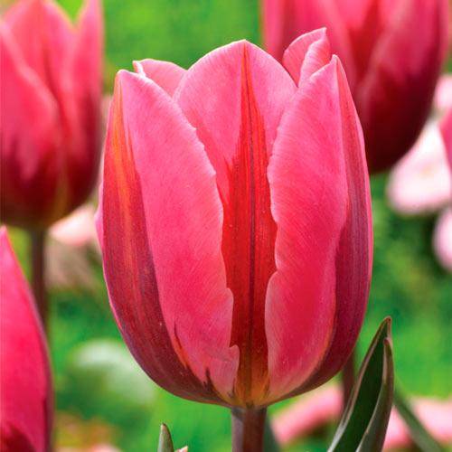 Тюльпан Триумф Претти Принцесс рисунок 1 артикул 68997