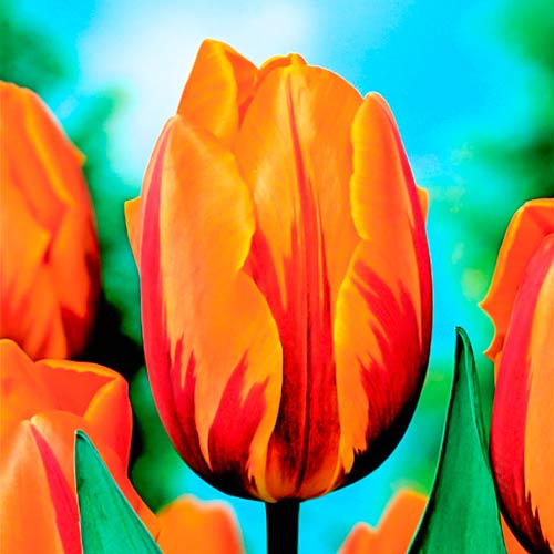 Тюльпан Триумф Принцесс Маргарет рисунок 1 артикул 68998