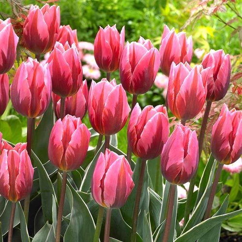 Тюльпан Триумф Принцесса Ирен Роза рисунок 1 артикул 67505