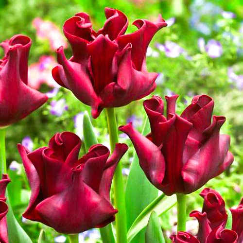 Тюльпан Тріумф Ред Дресс артикул фото 1 Тюльпан Тріумф Ред Дресс зображення 1 артикул 67452