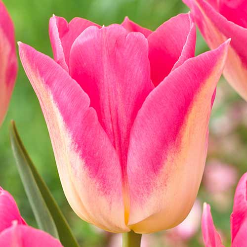 Тюльпан Триумф Роял Тен артикул фото 1 Тюльпан Триумф Роял Тен рисунок 1 артикул 70308