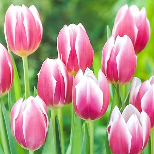 Тюльпан Тріумф Сінаеда Блю зображення 1 артикул 70310