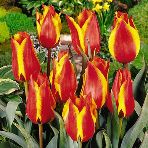 Тюльпан Тріумф Спрінг Сюрпрайз зображення 1 артикул 67507