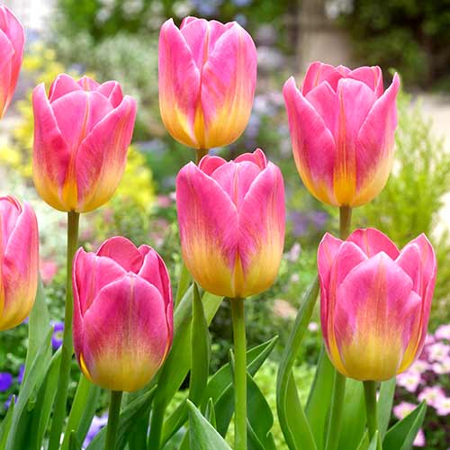 Тюльпан Триумф Том Паус рисунок 1 артикул 70311