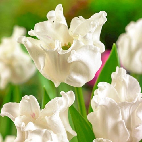 Тюльпан Триумф Вайт Либерстар рисунок 1 артикул 67848