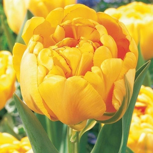 Тюльпан махровий Yellow Pomponette артикул фото 1 Тюльпан махровий Yellow Pomponette зображення 1 артикул 67733