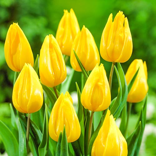 Тюльпан Йокогама зображення 1 артикул 67737