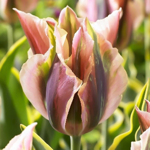 Тюльпан зеленоцветный Грин Ривер рисунок 1 артикул 68991