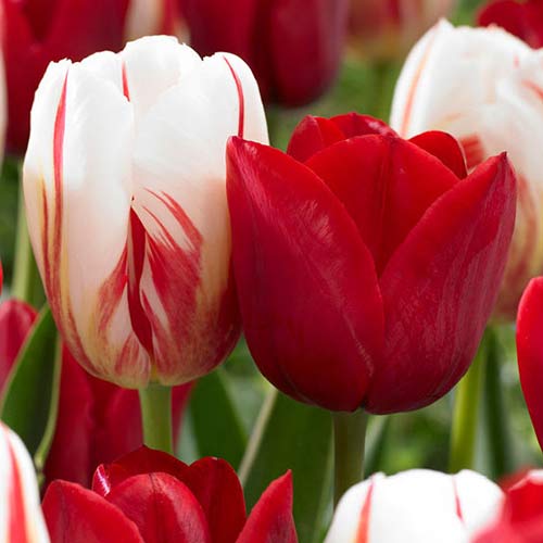 Супер корзина! Комплект тюльпанов голландское чудо, микс рисунок 1 артикул 67823