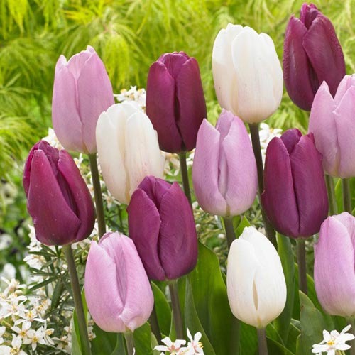 Тюльпаны Принц, микс рисунок 1 артикул 68051