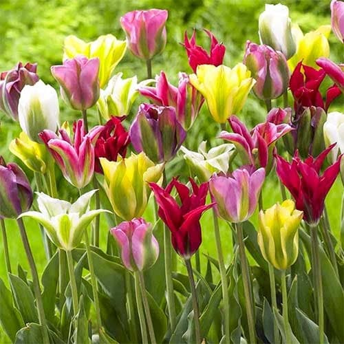 Тюльпани зеленоквіткові, мікс зображення 1 артикул 67871