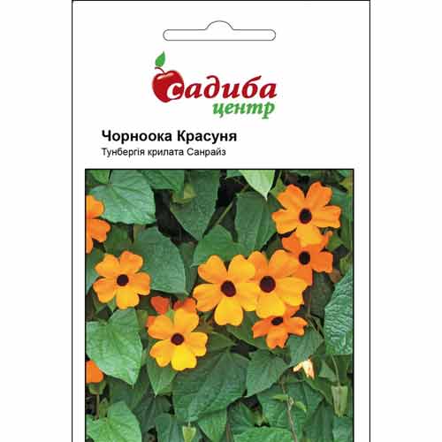 Тунбергія Чорноока красуня Садиба центр зображення 1 артикул 72783