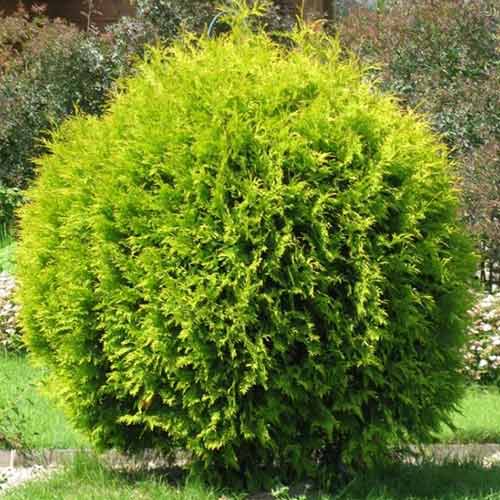 Туя західна Голден Глоб зображення 1 артикул 4517