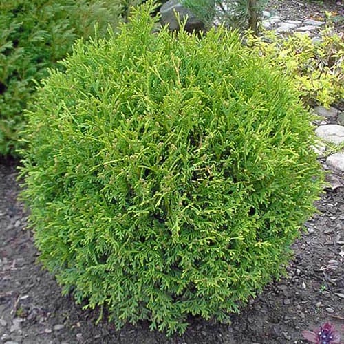 Туя западная Литл Джем рисунок 1 артикул 4683