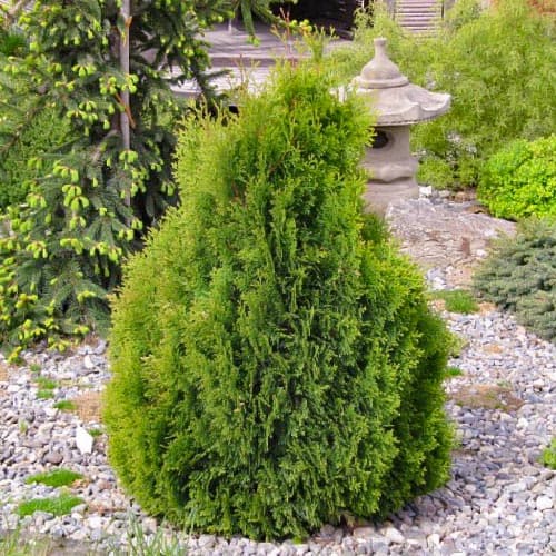 Туя західна Мікі зображення 1 артикул 4684