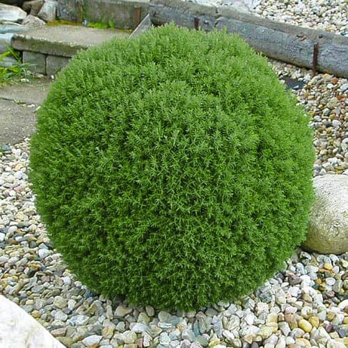 Туя западная Тедди рисунок 1 артикул 4685