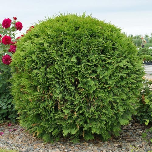 Туя западная Вудварди рисунок 1 артикул 4681