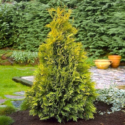 Туя западная Еллоу Риббон рисунок 1 артикул 4682